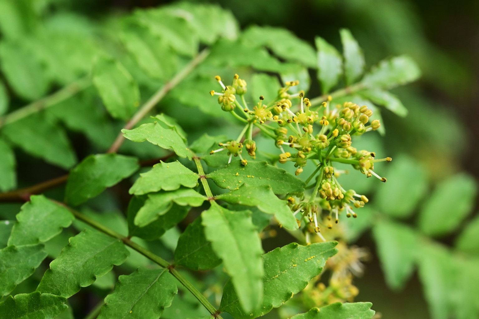 Sansho pepper — the Japanese proverb that inspired SpiceWorx